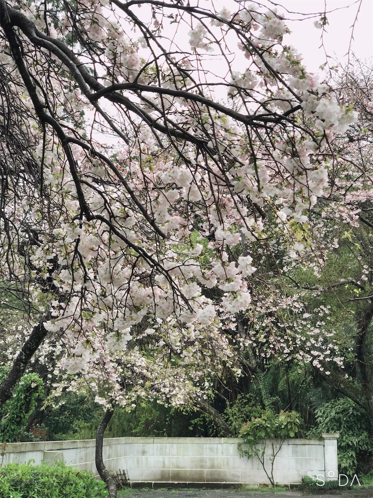 f:id:space_wazo:20200329175448j:image f:id:space_wazo:20200329175448j:image