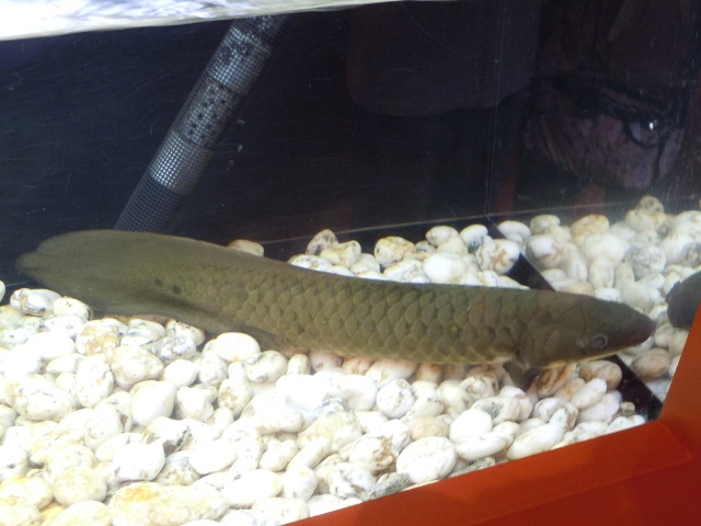古代魚展〜時代を超えた魚たち〜 - Great Spangled Weblog