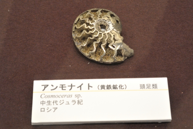 不思議いっぱい！貝たちの世界 - Great Spangled Weblog