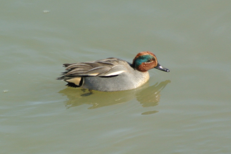 f:id:spanglemaker:20130217135909j:image