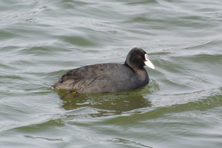 f:id:spanglemaker:20130217140652j:image