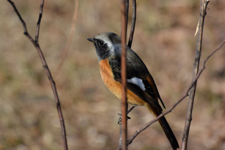 f:id:spanglemaker:20161231113947j:image