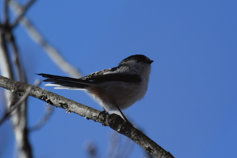 f:id:spanglemaker:20161231114307j:image