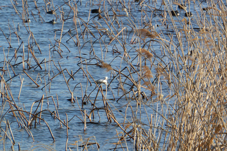 f:id:spanglemaker:20170211150105j:image