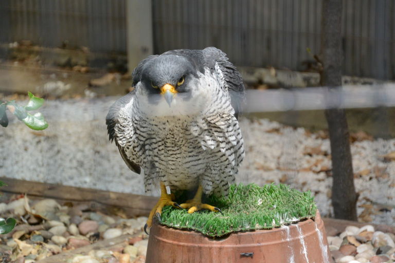 f:id:spanglemaker:20170430111831j:image