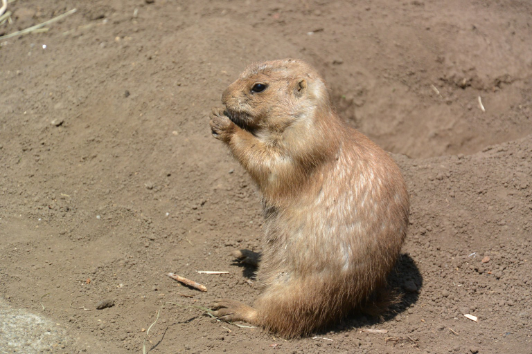 f:id:spanglemaker:20170430113003j:image