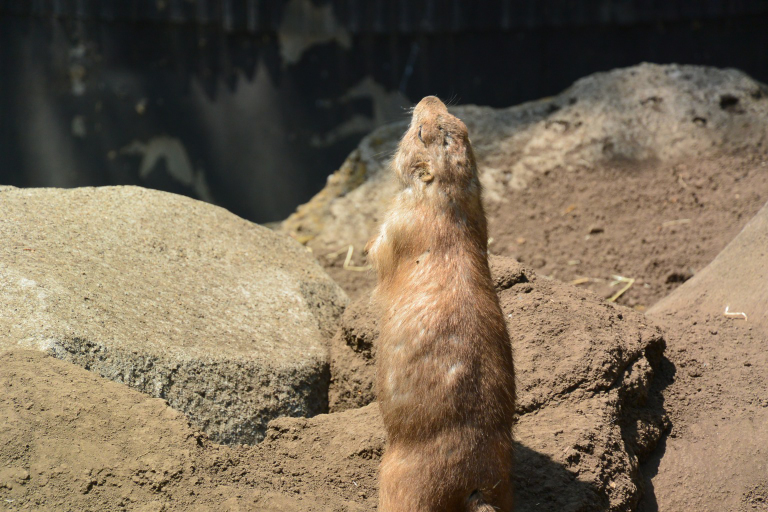 f:id:spanglemaker:20170430113250j:image