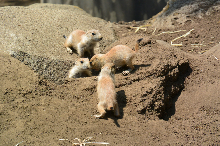 f:id:spanglemaker:20170430113513j:image