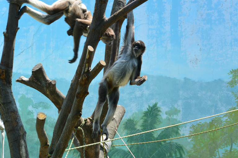 f:id:spanglemaker:20170430114249j:image