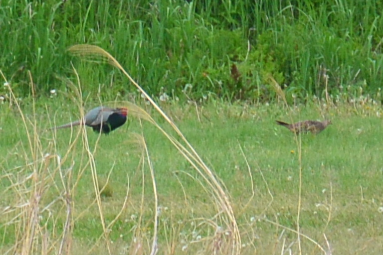 f:id:spanglemaker:20170507160431j:image