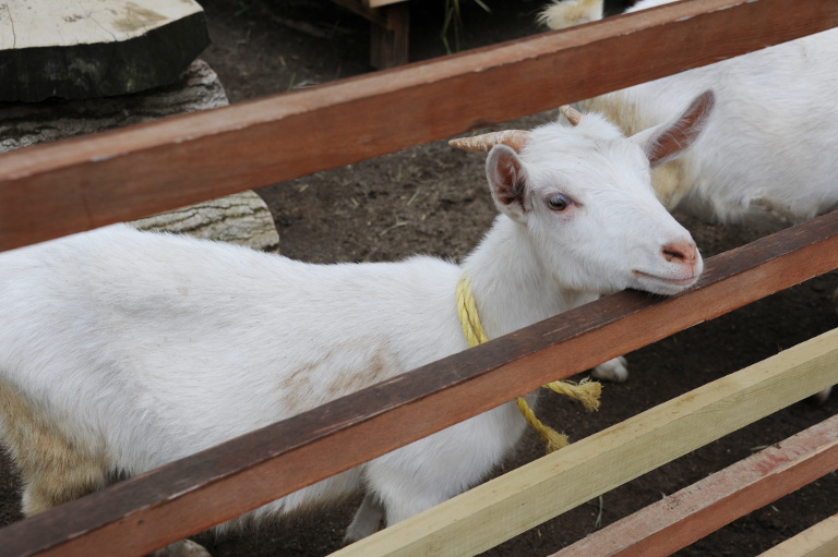 f:id:spanglemaker:20170514110159j:image