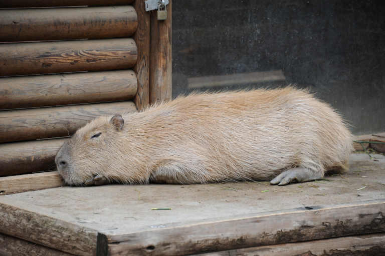 f:id:spanglemaker:20170514111416j:image