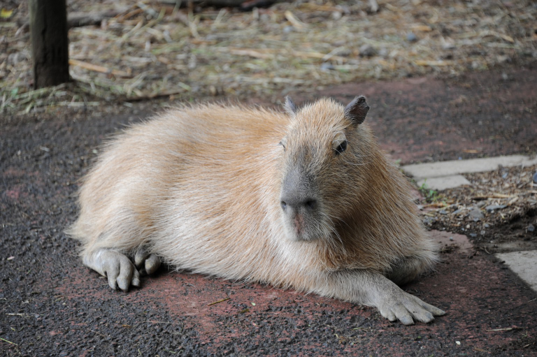 f:id:spanglemaker:20170514111802j:image