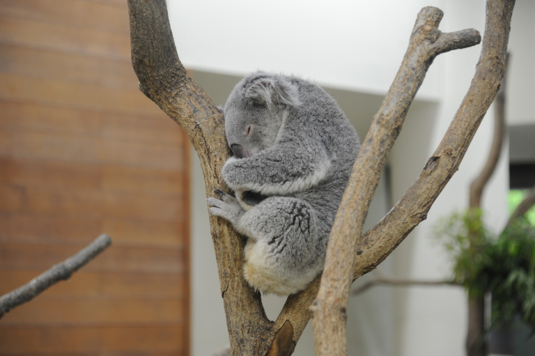 f:id:spanglemaker:20170514112600j:image