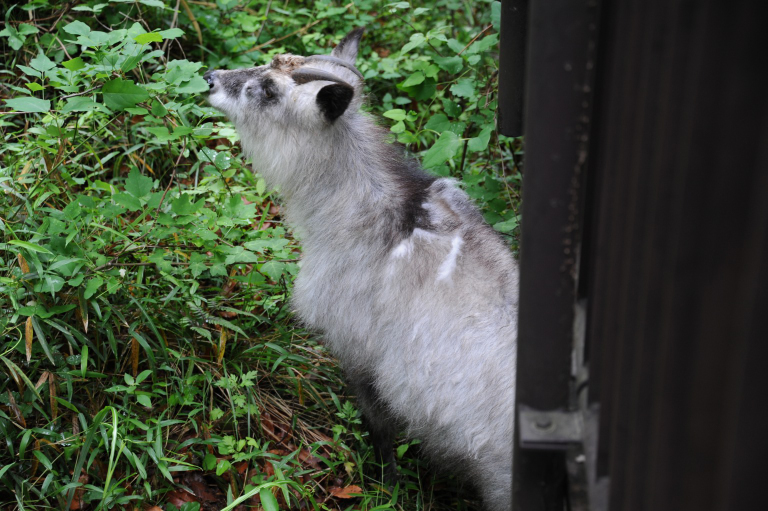 f:id:spanglemaker:20170514114233j:image