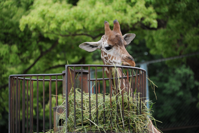 f:id:spanglemaker:20170514134659j:image