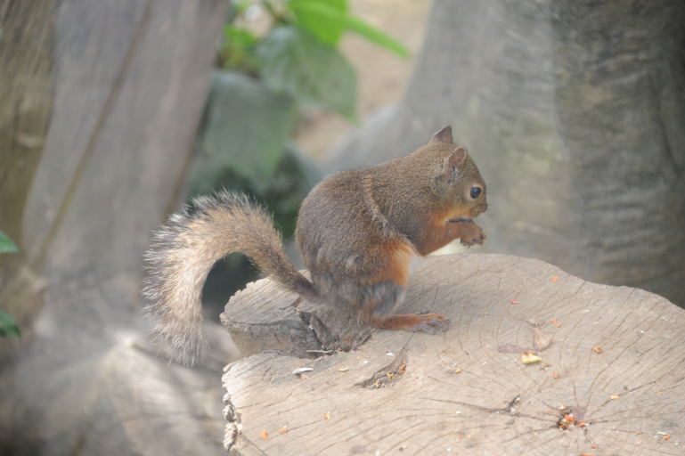 f:id:spanglemaker:20170603101357j:image