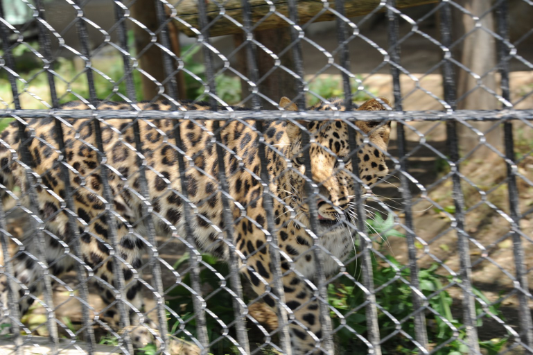 f:id:spanglemaker:20170603122802j:image