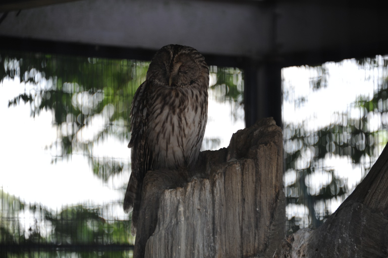 f:id:spanglemaker:20170603132811j:image