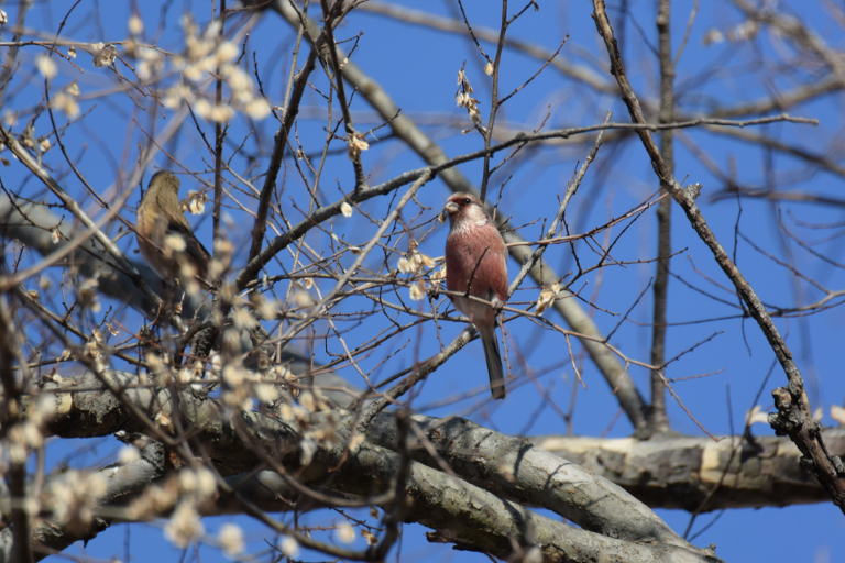 f:id:spanglemaker:20171210114454j:image