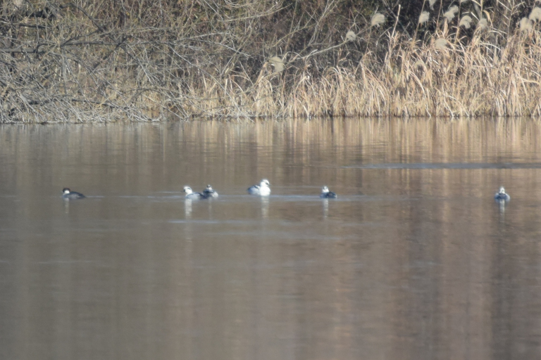 f:id:spanglemaker:20171210115907j:image