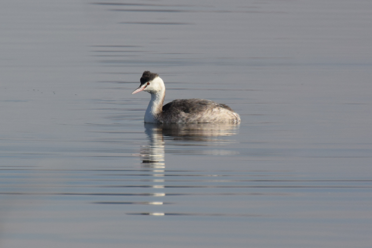 f:id:spanglemaker:20171210134203j:image