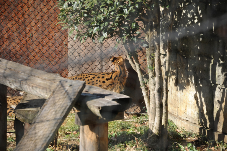 f:id:spanglemaker:20171216120152j:image