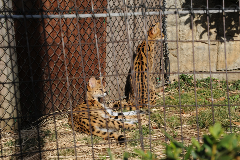 f:id:spanglemaker:20171216120421j:image