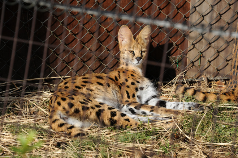 f:id:spanglemaker:20171216120604j:image