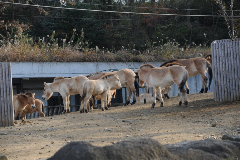 f:id:spanglemaker:20171216135019j:image