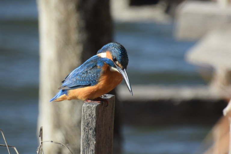 f:id:spanglemaker:20180103104219j:image