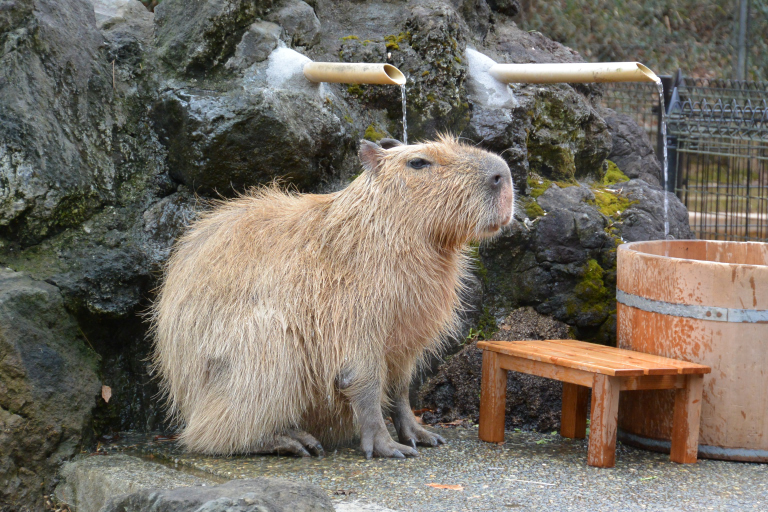 f:id:spanglemaker:20180105135954j:image