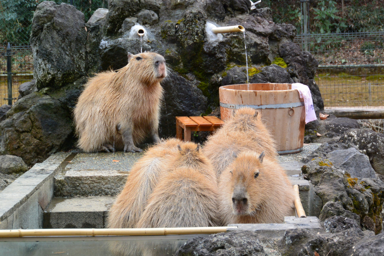 f:id:spanglemaker:20180105140047j:image