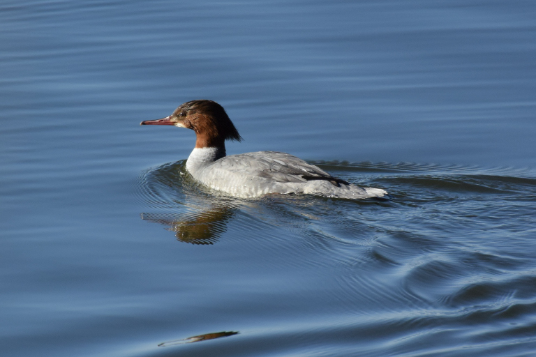 f:id:spanglemaker:20180114142149j:image