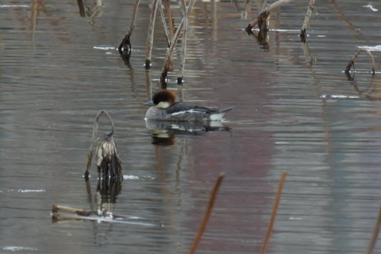 f:id:spanglemaker:20180217120902j:image