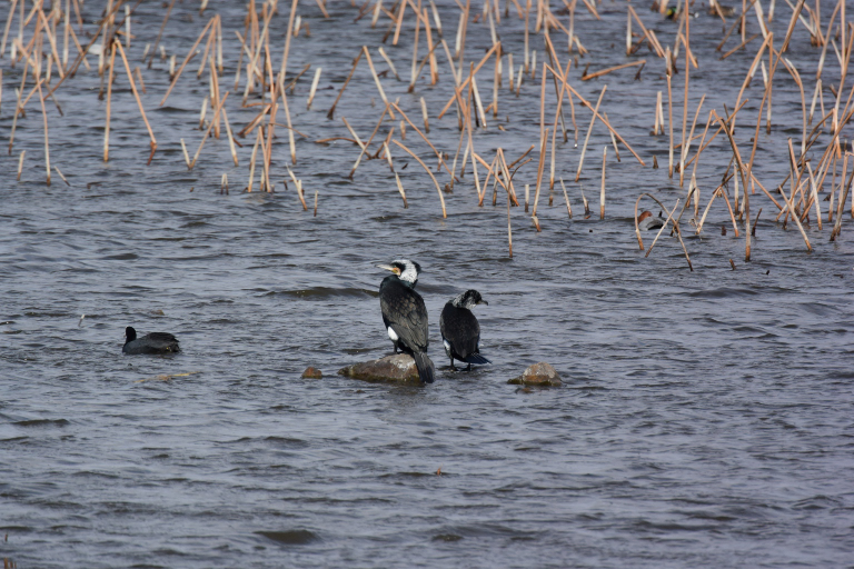 f:id:spanglemaker:20180218102149j:image