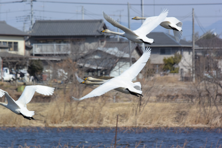 f:id:spanglemaker:20180218102647j:image