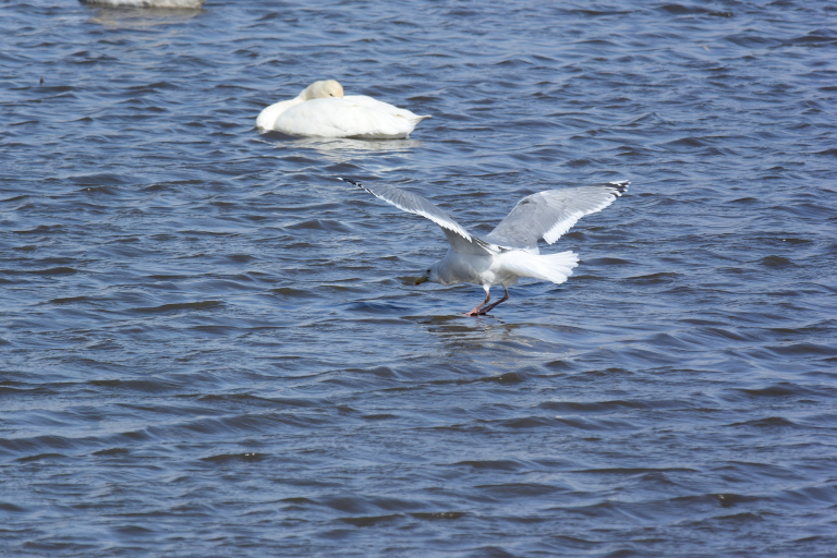 f:id:spanglemaker:20180218102802j:image