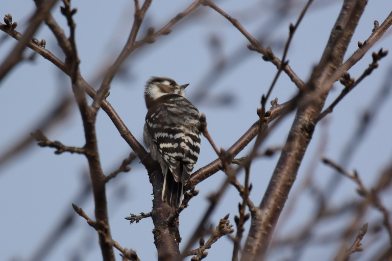 f:id:spanglemaker:20180225140049j:image