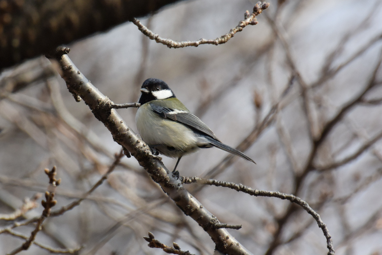 f:id:spanglemaker:20180225140555j:image