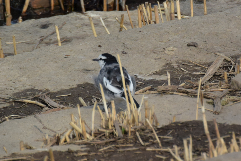 f:id:spanglemaker:20180225140658j:image