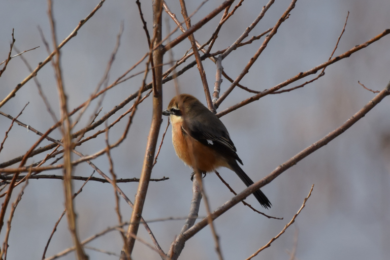 f:id:spanglemaker:20180225141024j:image