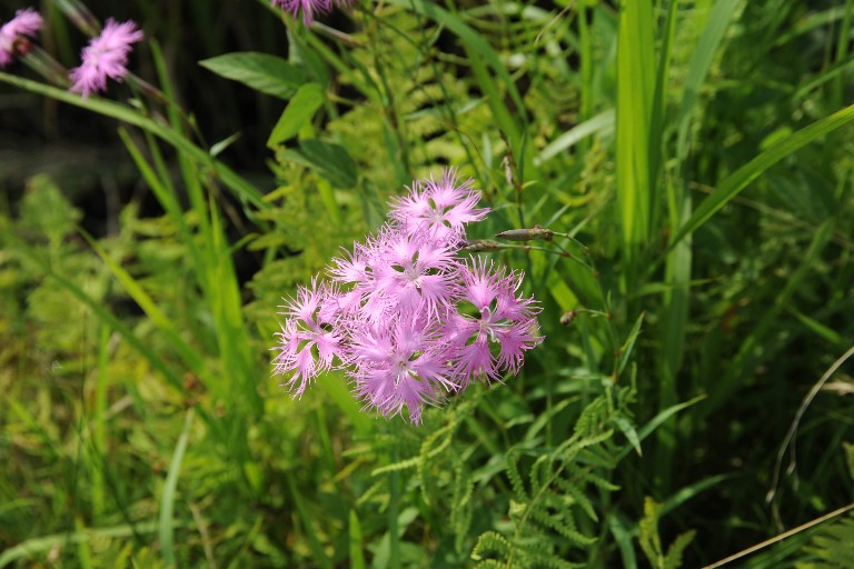 f:id:spanglemaker:20180714141719j:image