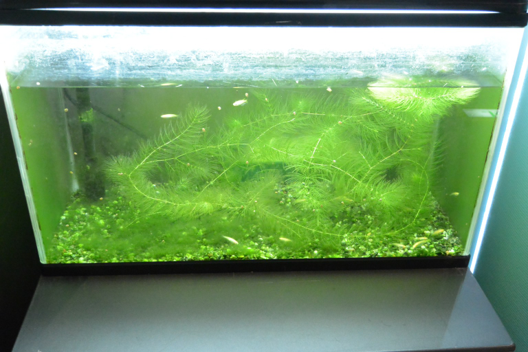 f:id:spanglemaker:20180901142748j:image