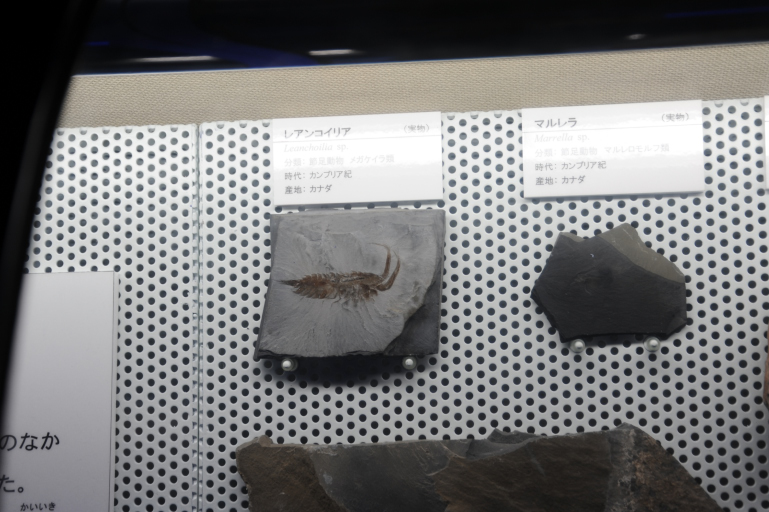 f:id:spanglemaker:20181123113109j:image