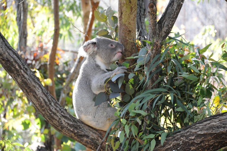 f:id:spanglemaker:20190105125244j:image