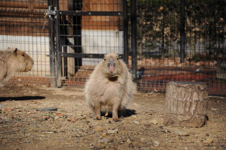 f:id:spanglemaker:20190105134517j:image