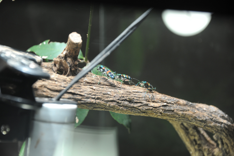 f:id:spanglemaker:20191201132717j:image
