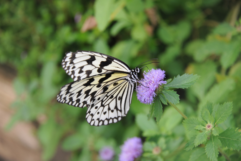 f:id:spanglemaker:20191201134446j:image