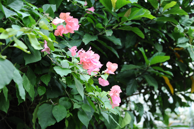 f:id:spanglemaker:20191201134539j:image